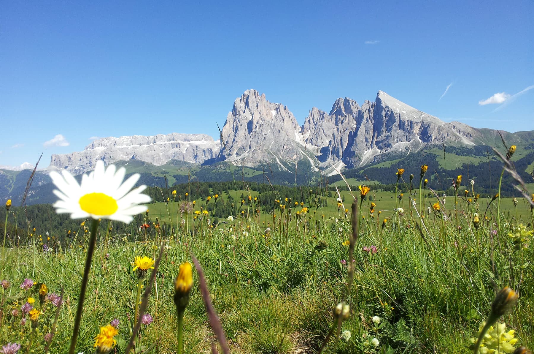 Blumenwiese vor den Dolomiten